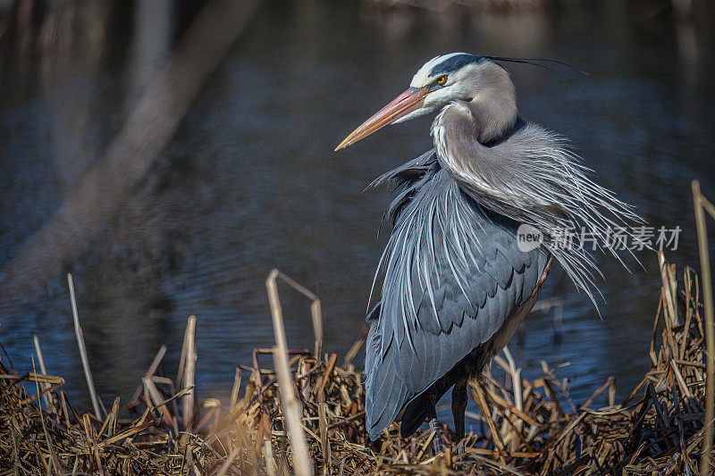 Le Grand Héron (Ardea herodias)。大蓝鹭。